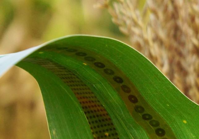 Researchers have developed these plant tattoo sensors