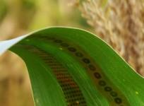 plant tattoo sensors