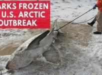 The devastating effects of the Arctic outbreak freezing the US
