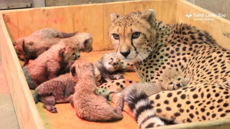 Under the translocation project, 20 cheetahs were brought to India in two batches eight from Namibia and 12 from South Africa Cheetah gives birth to record 8 cubs in Saint Louis Zoo