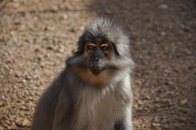 Sooty mangabey, a monkey species found in West Africa, may help researchers find a cure for AIDS. Sooty mangabey