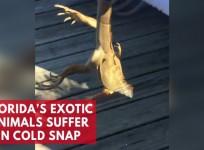 Florida animals cold-stunned by freezing temperatures