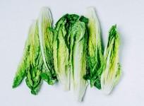 Romaine lettuce, E.coli,