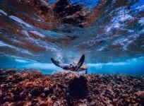 marine life