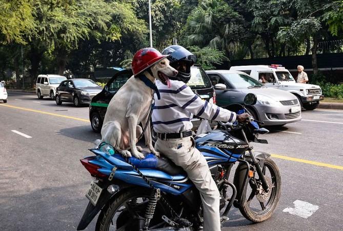A dog sits on the back of a motorcycle while wearing a safety helmet in New Delhi on November 4, 2016 Helmet