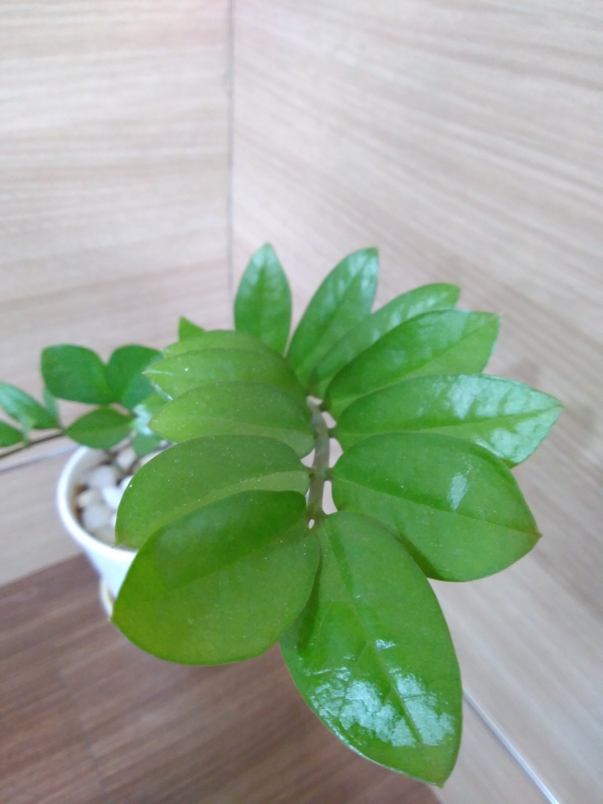 10.or D Review : Camera sample