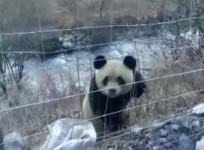 Wild giant panda spotted and spooked in Chinese village