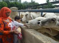 cows