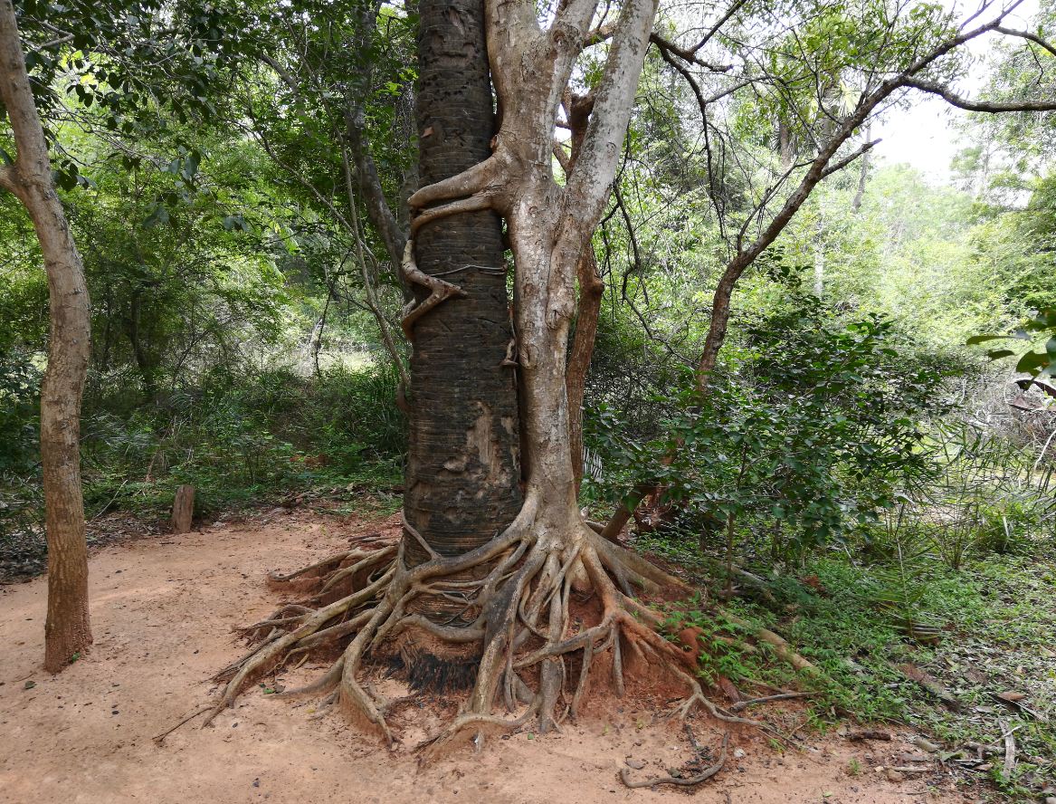 Huawei, Honor 7X, review, design, build quality, performance, battery life, India launch, first impression