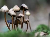 mushrooms