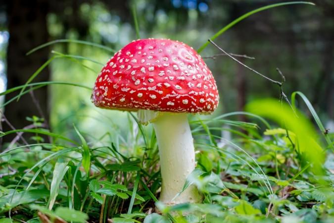 Representational image. mushrooms