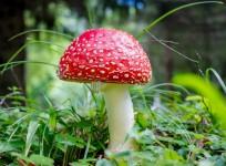 mushrooms