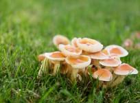 mushrooms