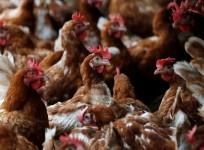 Bird Flu