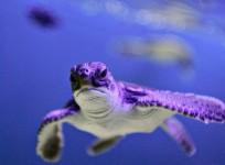 green sea turtle turning female