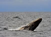 humpback whale