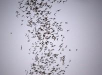 flying bats