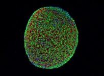 pluripotent stem cells