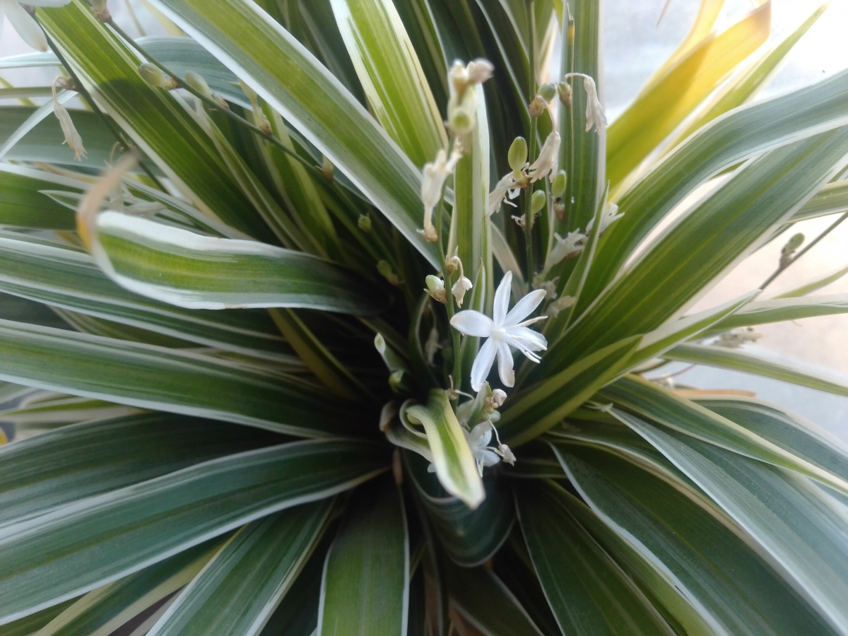 Leagoo T5C Review: Camera Samples