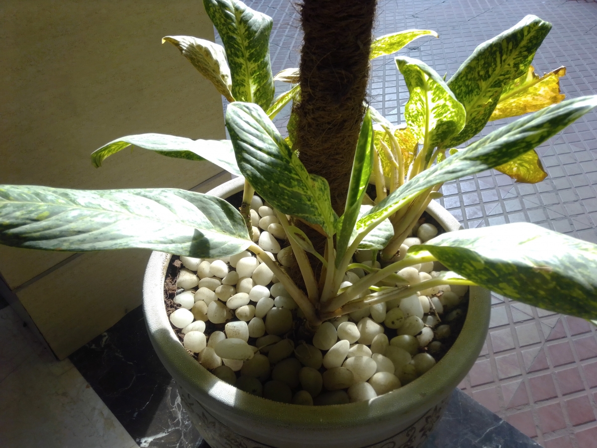 Leagoo T5C Review: Camera Samples