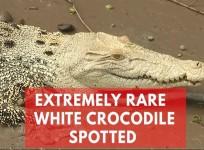 Extremely rare white crocodile spotted in Australias Adelaide River