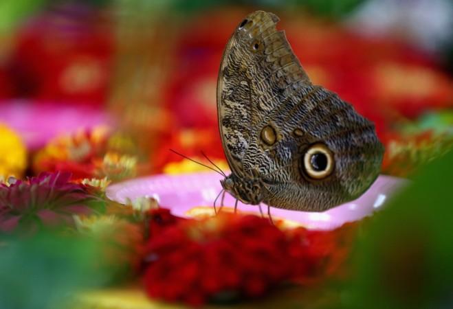 Butterflies feed on oranges at Dubai Butterfly Garden on August 5, 2015 in Dubai, United Arab Emirates. Butterflies