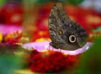 Butterflies