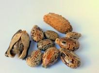 castor-oil seeds