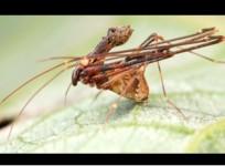 pelican spider, spider,