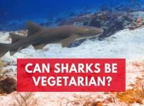 Vegetarian sharks? Scientists discover Bonnethead sharks can survive on a 90 percent seagrass diet