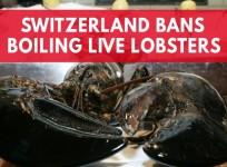 Switzerland bans citizens from boiling lobsters alive