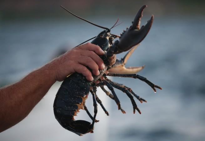 A volunteer with the Helgoland Biological Institute (Biologische Anstalt Helgoland), part of the Alfred Wegener Institute for Polar and Marine Research, tosses an adult female European lobster (Homarus gammarus) into the North Sea before releasing baby lobsters on August 3, 2013 off the coast of Helgoland Island, Germany Lobsters