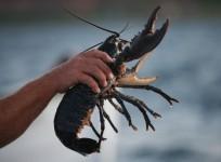 Lobsters