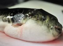 Puffer fish or blowfish