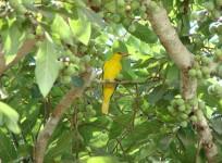 Oriole