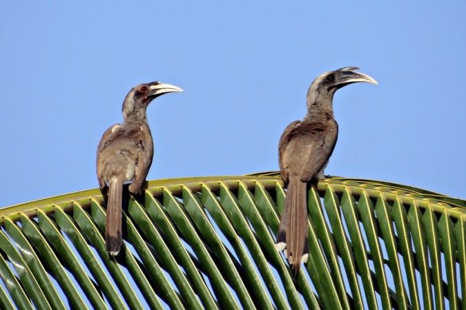 Hornbill