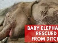 Baby elephant rescued from a ditch in China