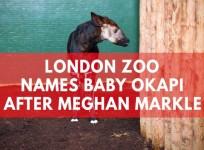 London Zoo names new-born Okapi Meghan after Meghan Markle