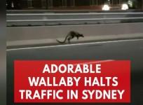 Wallaby gets the jump on police as it hops along Sydney Harbour Bridge