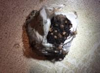Watch chilling moment dozens of baby funnel web spiders emerge from egg sac
