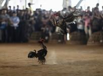 Roosters