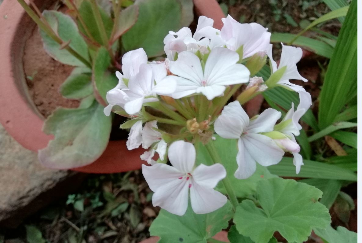 Honor 9 Lite, review, first impression, Flipkart, India, launch, specifications, price, release date