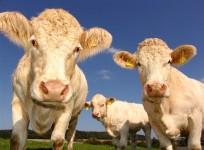 cows,