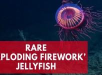 This jellyfish looks exactly like an exploding firework