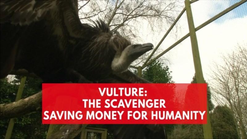 Vultures: The unlikely hero saving humanity money