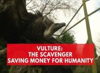 Vultures: The unlikely hero saving humanity money