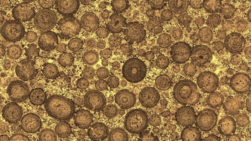 A cross section of the ooids inside Rogenstein oolite. ooids