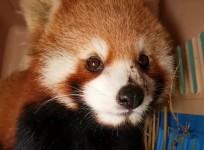 Worlds largest seizure of live red pandas conducted in Laos