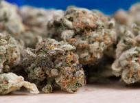 medical marijuana