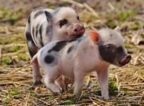 pigs